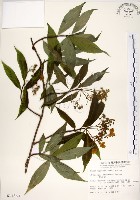 藏品(華八仙)的圖片