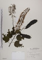 藏品(菊花木)的圖片