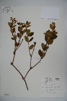 藏品(忍冬、金銀花)的圖片