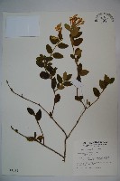 藏品(忍冬、金銀花)的圖片