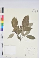 藏品(青剛櫟、鐵椆)的圖片