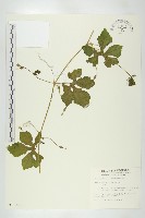 藏品(苦瓜)的圖片