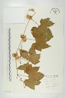 藏品(雙輪瓜)的圖片