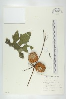 藏品(括樓)的圖片