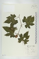 藏品(括樓)的圖片