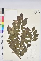 藏品(土密樹)的圖片