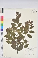 藏品(土密樹)的圖片