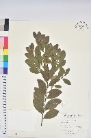 藏品(土密樹)的圖片