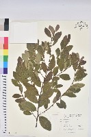 藏品(土密樹)的圖片