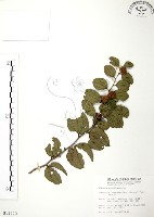 藏品(馬甲子)的圖片