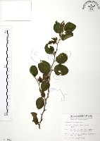 藏品(馬甲子)的圖片