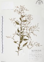 藏品(臺灣何首烏)的圖片