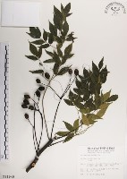 藏品(楝、苦楝)的圖片