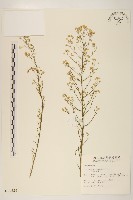 藏品(加拿大蓬)的圖片