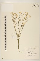 藏品(加拿大蓬)的圖片