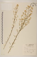 藏品(野塘蒿)的圖片