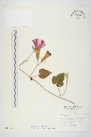 藏品(銳葉牽牛)的圖片