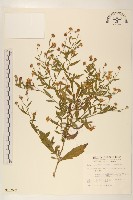 藏品(雞兒腸)的圖片