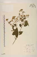 藏品(蔓澤蘭)的圖片