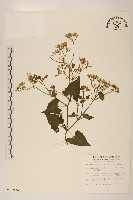 藏品(蔓澤蘭)的圖片