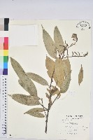 藏品(細刺苦櫧、草野錐果)的圖片