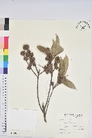 藏品(細刺苦櫧、草野錐果)的圖片