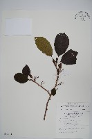 藏品(硬齒獼猴桃)的圖片