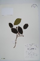 藏品(硬齒獼猴桃)的圖片