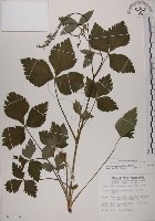 藏品(鴨兒芹)的圖片