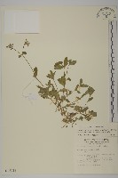 藏品(簇生卷耳)的圖片