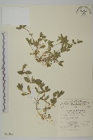 藏品(簇生卷耳)的圖片