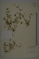 藏品()的圖片