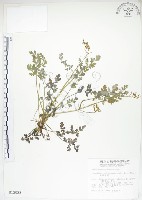 藏品(彎果黃菫)的圖片