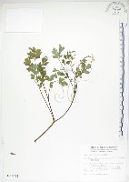 藏品(彎果黃菫)的圖片