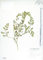 藏品(彎果黃菫)的圖片