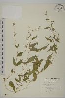 藏品(狗筋蔓)的圖片