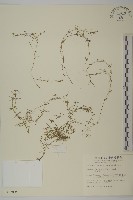 藏品(瓜槌草、漆姑草)的圖片