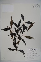 藏品(玉山糯米樹、狹葉糯米樹)的圖片