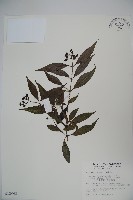 藏品(狹葉莢迷)的圖片