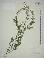 藏品(響鈴豆)的圖片