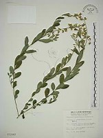 藏品(響鈴豆)的圖片