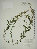 藏品(響鈴豆)的圖片