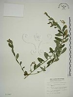 藏品(響鈴豆)的圖片