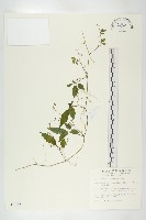 藏品(絞股藍)的圖片