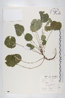 藏品(裂緣花)的圖片