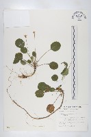 藏品(裂緣花)的圖片