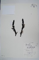 藏品(穗花蛇菰)的圖片