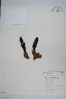 藏品(穗花蛇菰)的圖片