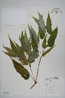 藏品(臺灣秋海棠)的圖片