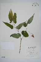 藏品(臺灣秋海棠)的圖片